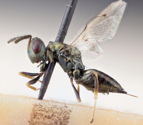 Réf. 267 954 : Pteromalus sp.